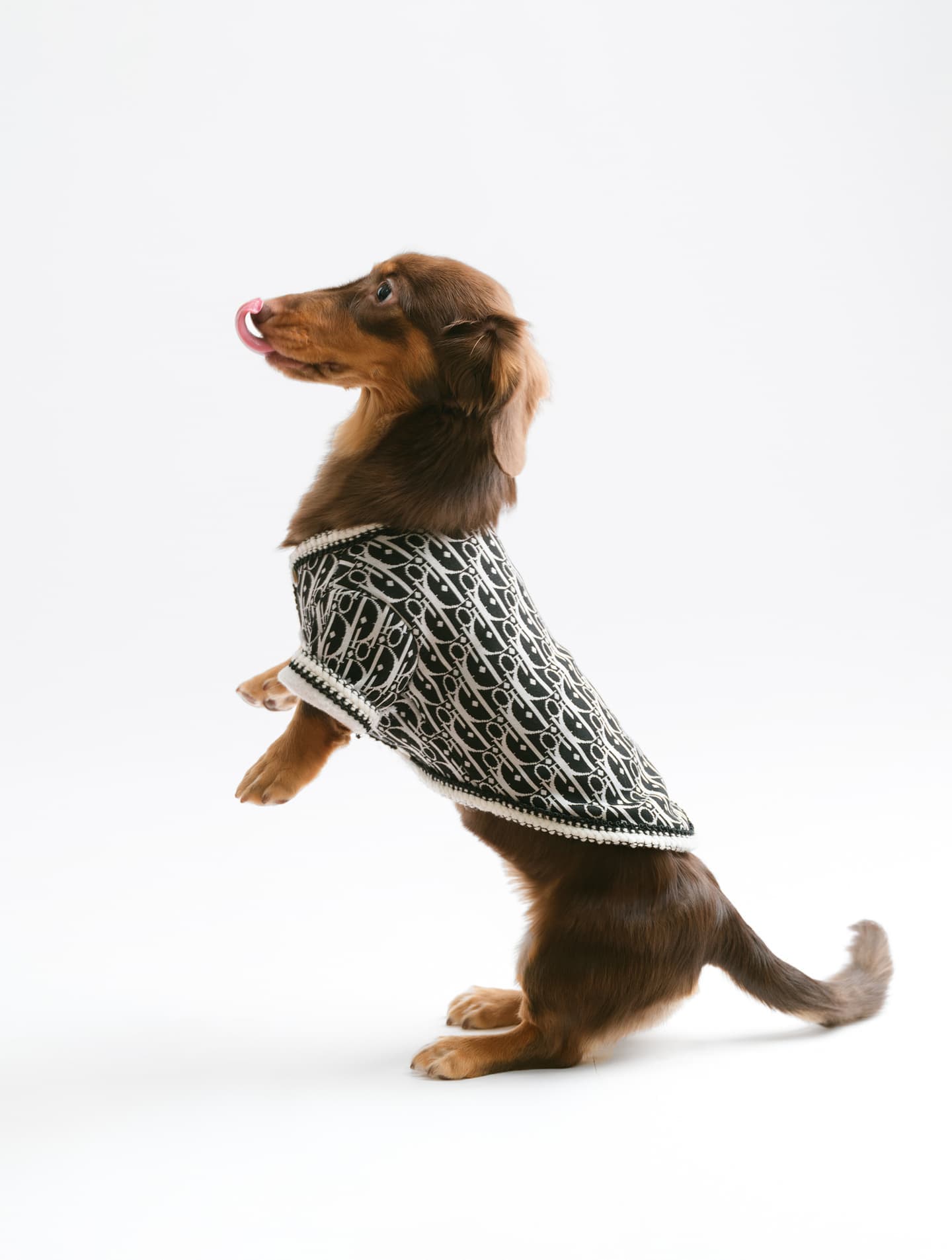 わんこふぉと,dog,dogphoto,ペット