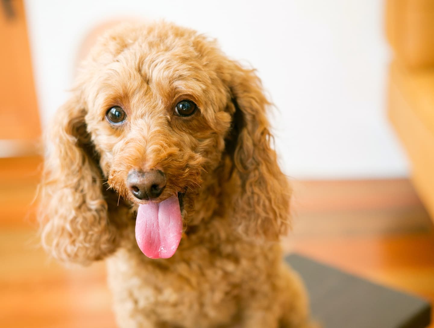 わんこふぉと,dog,dogphoto,ペット
