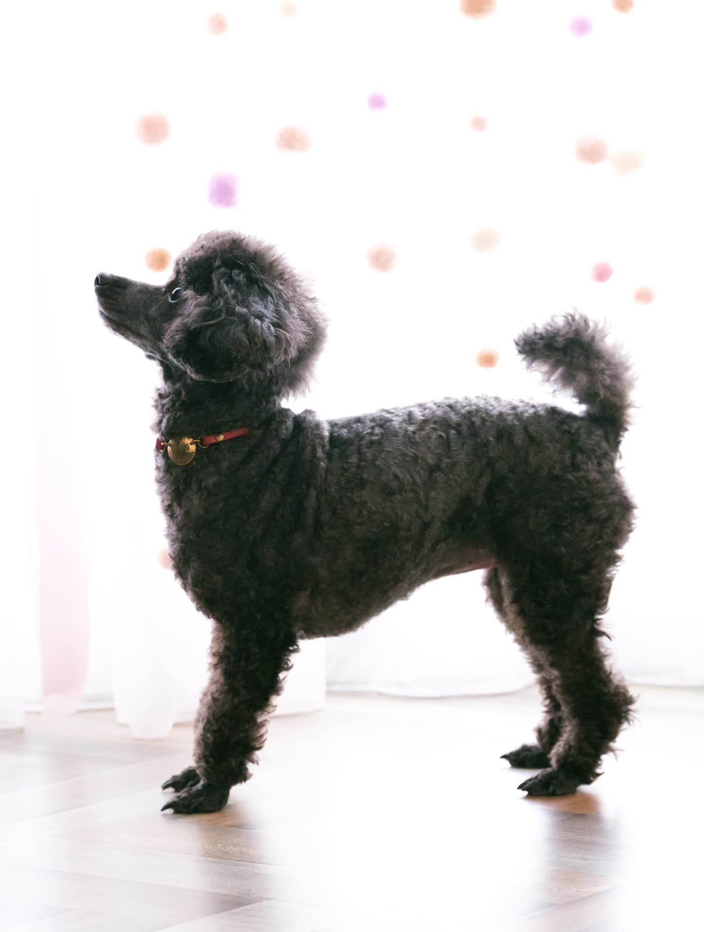 わんこふぉと,dog,dogphoto,ペット