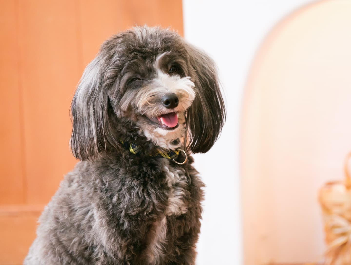 わんこふぉと,dog,dogphoto,ペット