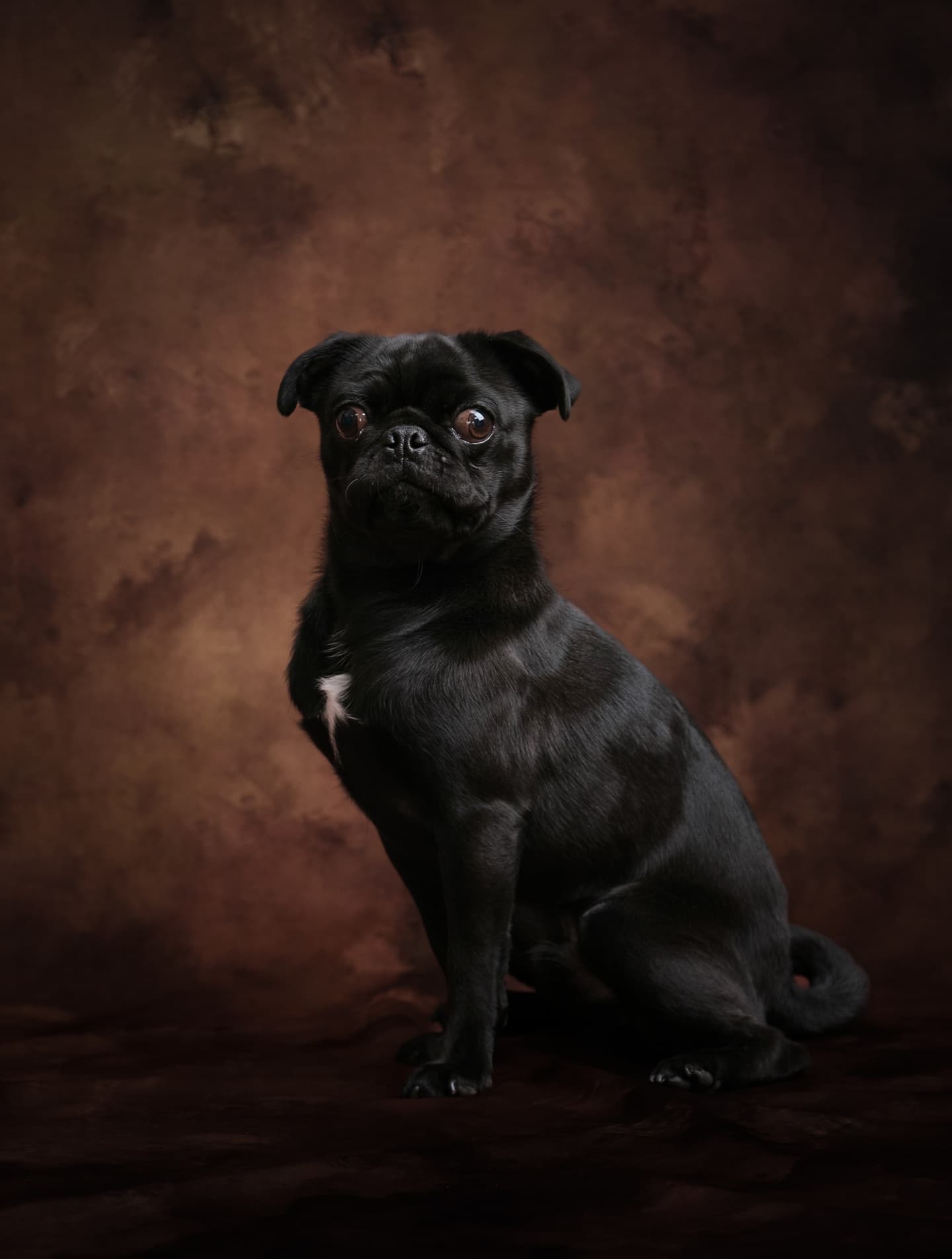 わんこふぉと,dog,dogphoto,ペット