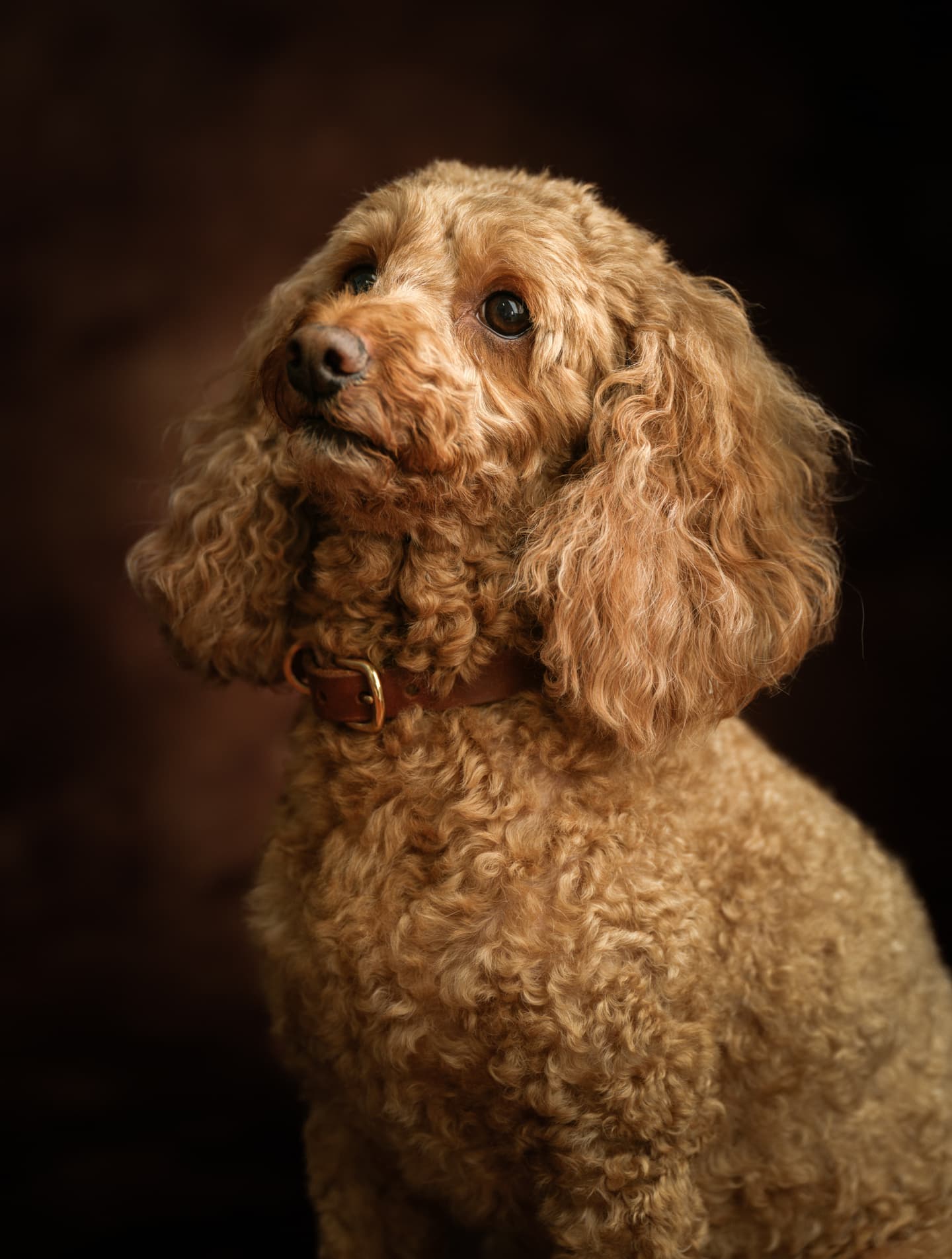 わんこふぉと,dog,dogphoto,ペット