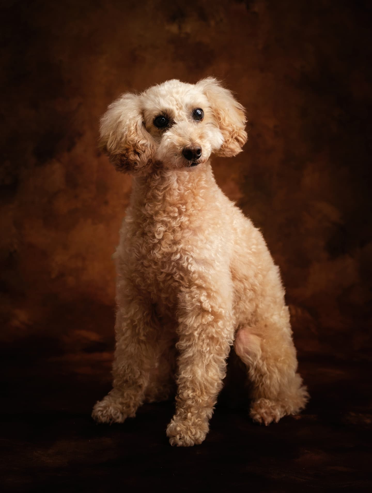 わんこふぉと,dog,dogphoto,ペット