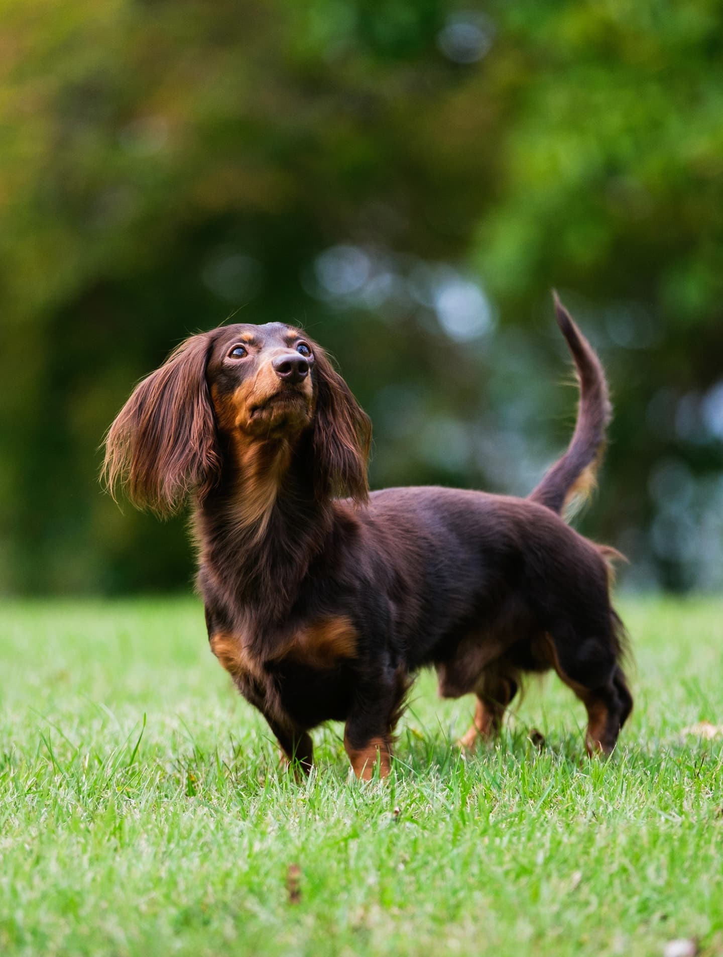 わんこふぉと,dog,dogphoto,ペット