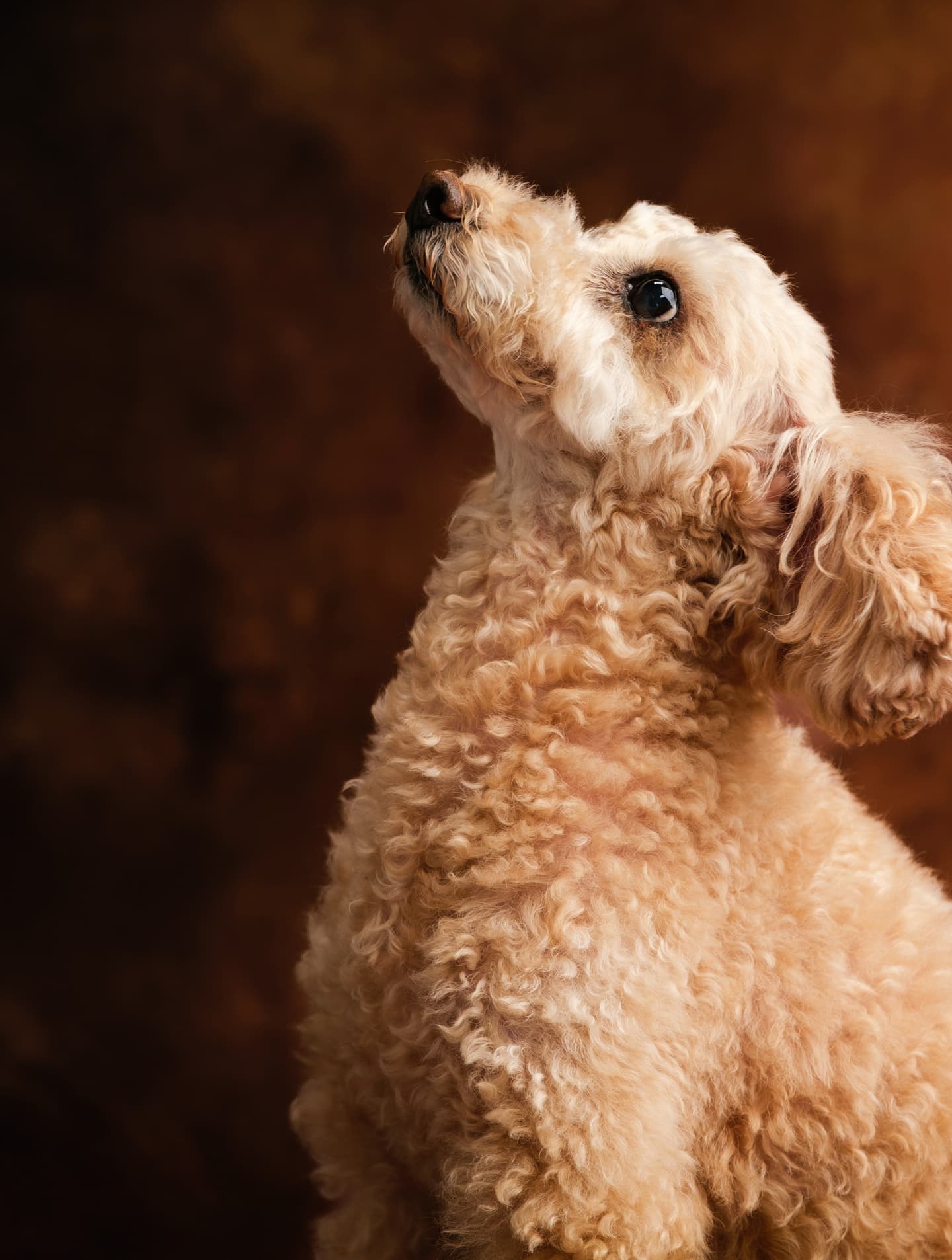 わんこふぉと,dog,dogphoto,ペット