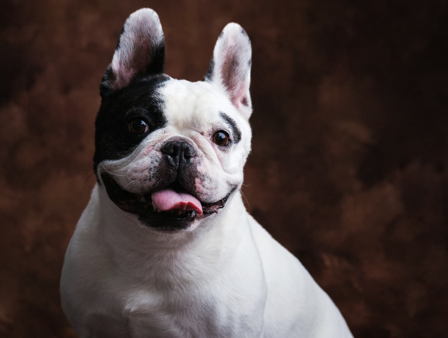 わんこふぉと,dog,dogphoto,ペット