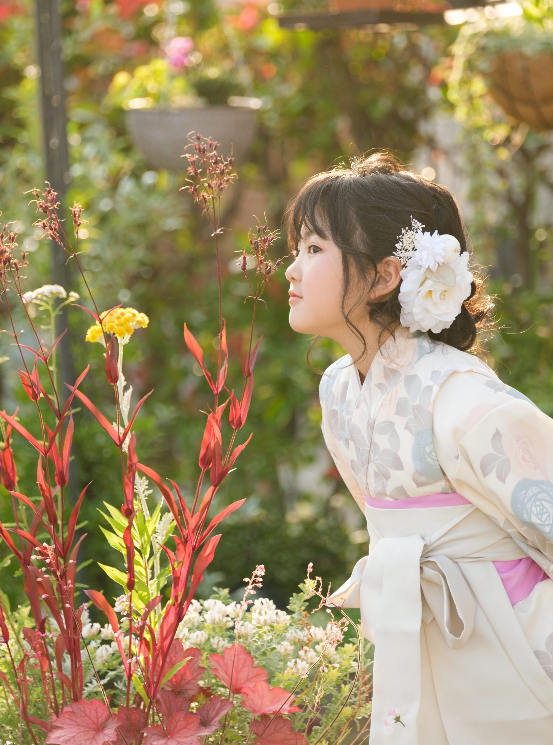 夕方の光の中で花を見つめる七五三の横顔
